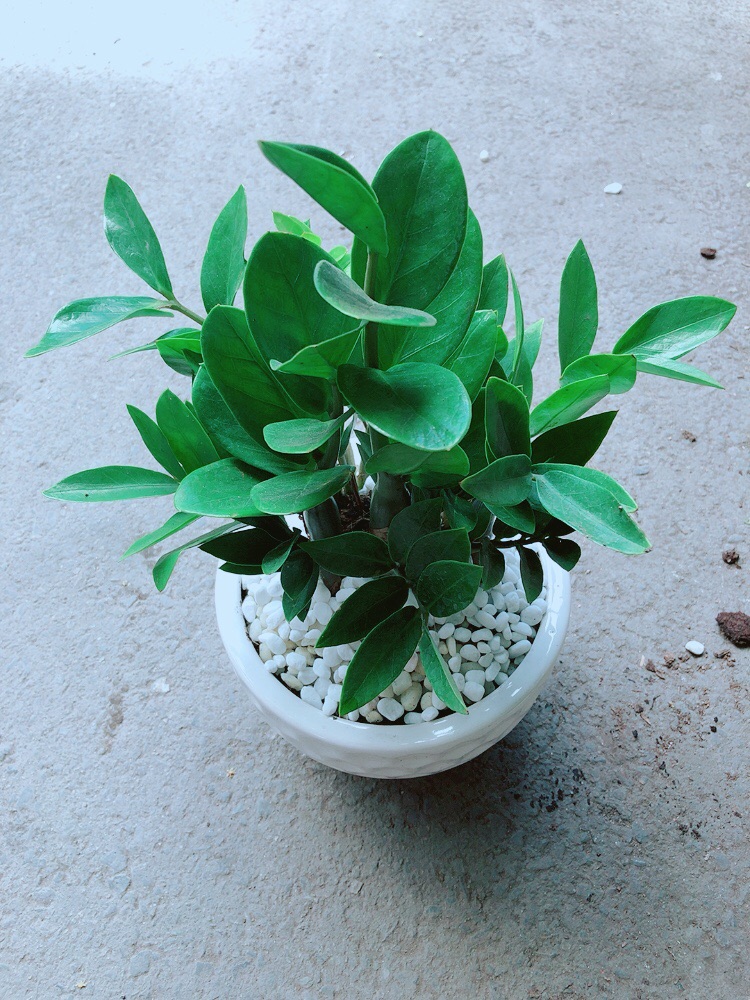 [HCM]Chậu Kim Tiền