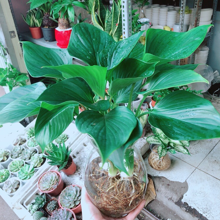Chậu cây thanh tâm thuỷ sinh