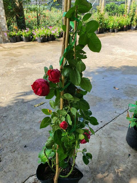 Combo 2 chậu cây hoa hồng Red Eden