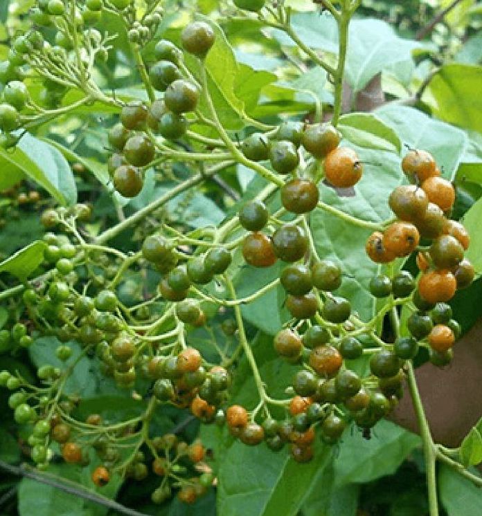 Hạt giống cây xạ đen