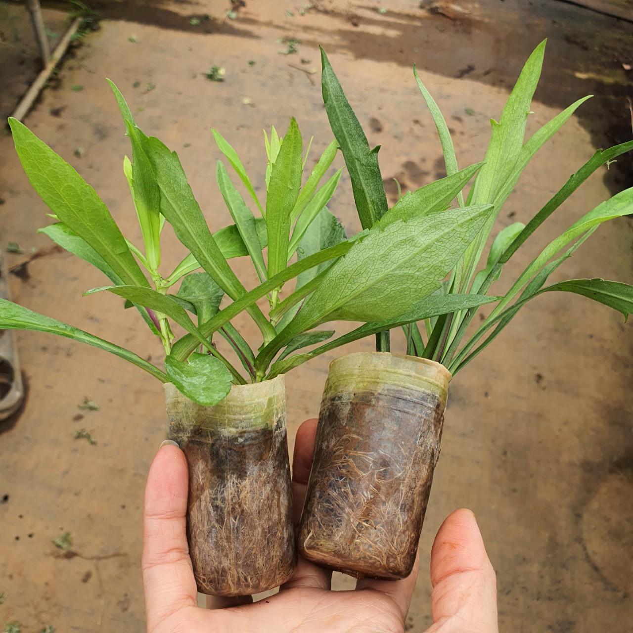 Combo 6 màu hoa Thạch THảo kép (15 cây)