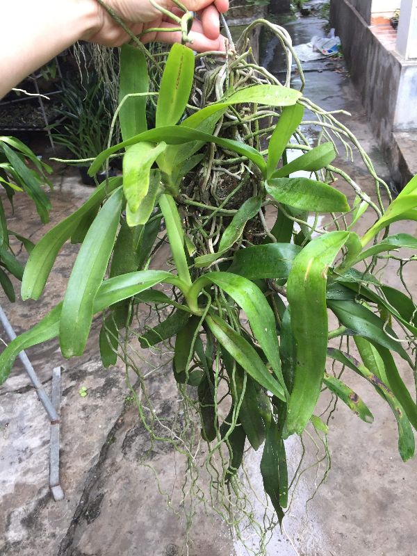 Lan giáng hương tam bảo sắc