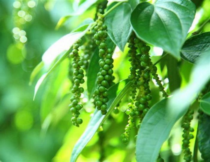 [Cam Kết Nguyên Chất] Tiêu Đen Nguyên Hột Bình Phước,Nguyên Chất Từng Hột (100Gram)