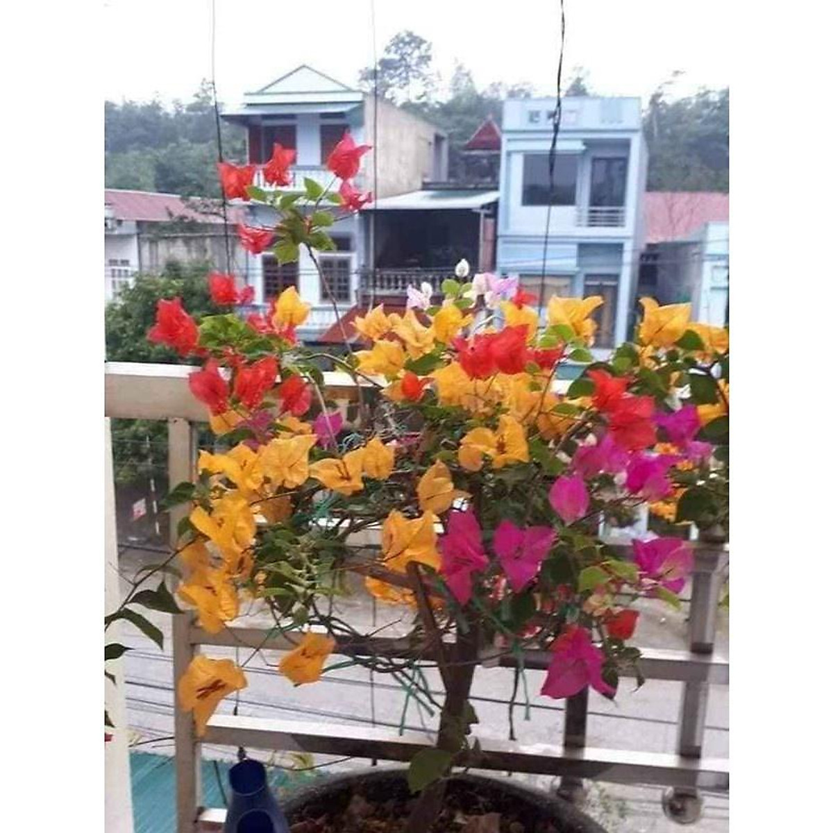 CÂY HOA GIẤY NGŨ SẮC CHUẨN ĐẸP