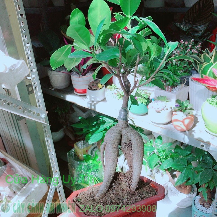 Chậu Si Bonsai