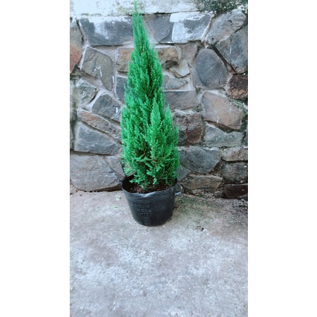 Sơn Tùng Trang Trí Noel Hàng Đẹp