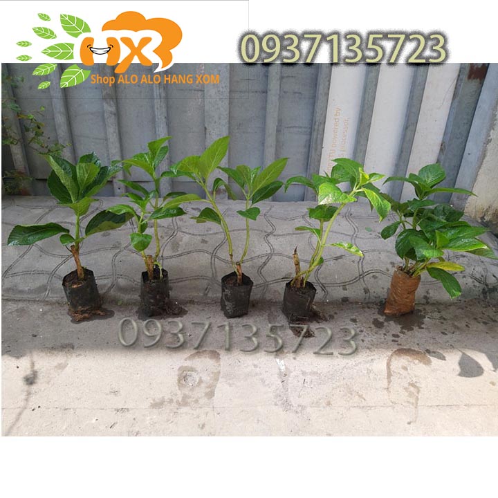 [HCM]combo 5 cây cẩm tú cầu cây giống