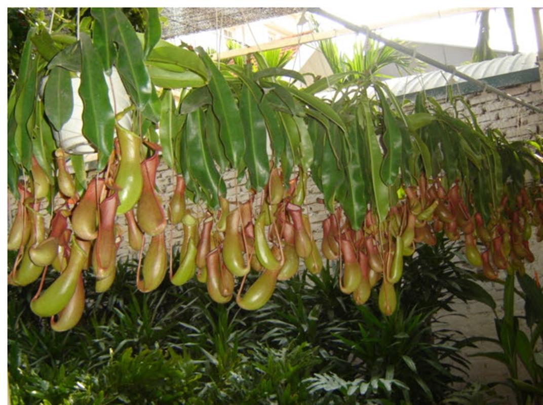 Hạt giống hoa Nắp ấm