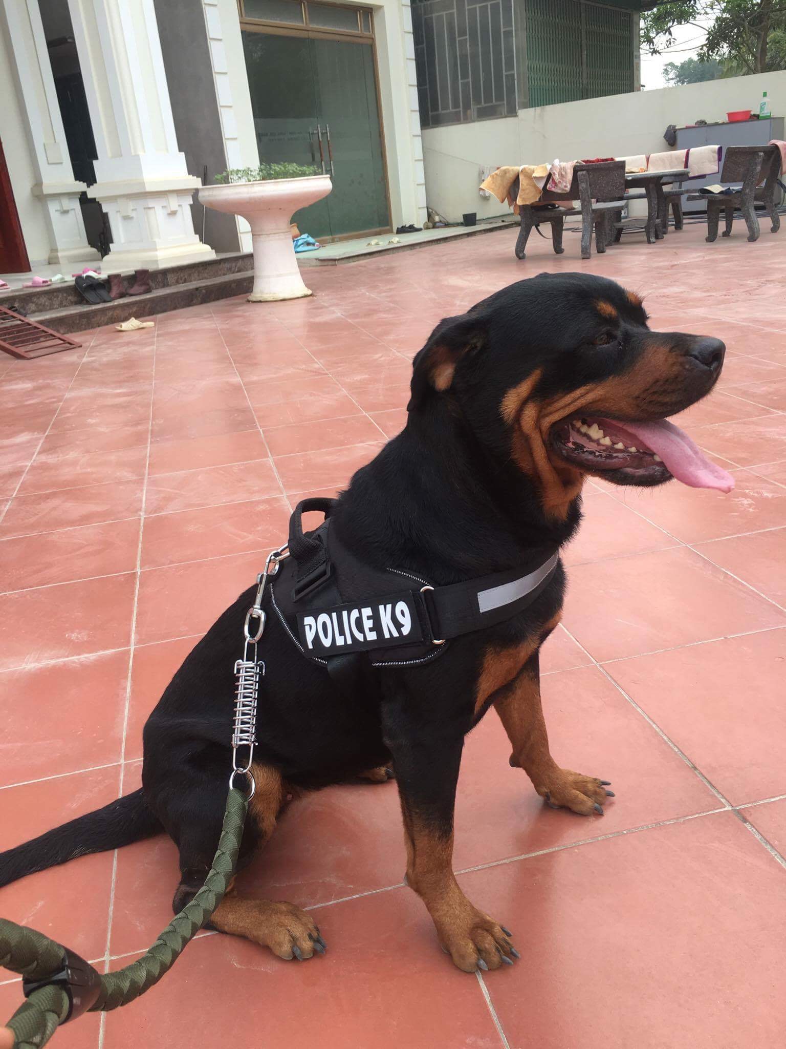 Đai lưng, dây yếm dắt chó police k9 viền phản quang