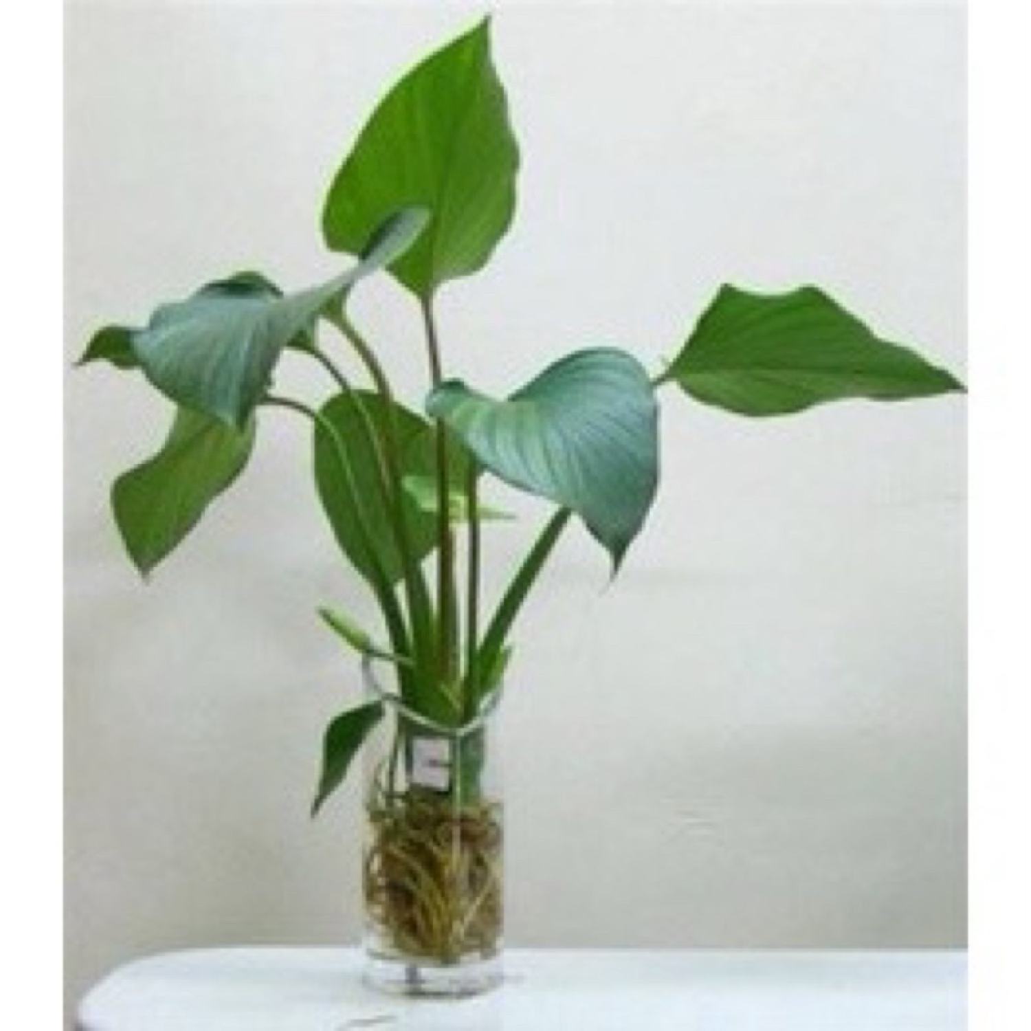 Cây môn tai phật đuổi muỗi hiệu quả (môn lá tim, Cây Alocasia cucullata)
