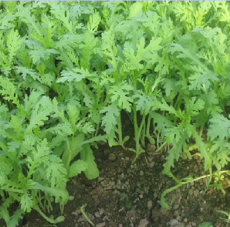 Hạt giống rau cải cúc tần ô - gói 20gram