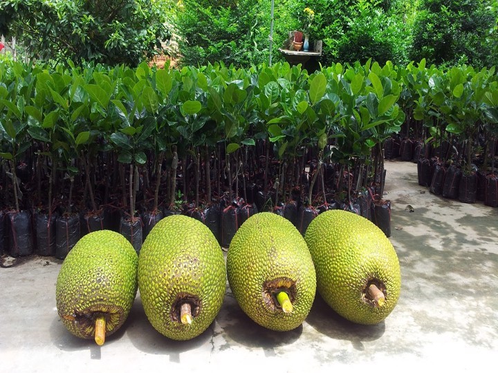 cây mít không hạt