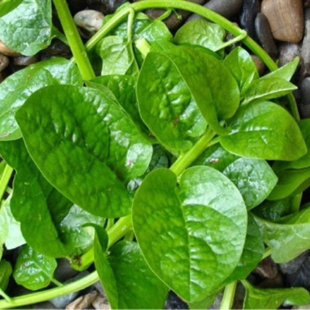1K_Hạt giống Rau Mồng Tơi (Mùng Tơi)