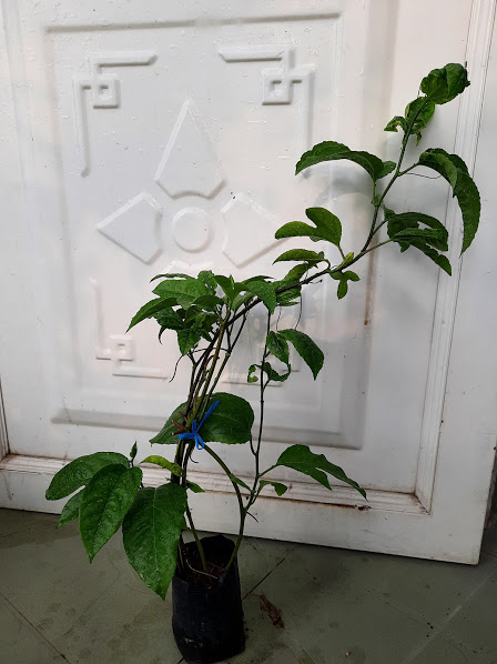 Cây chanh dây - chanh leo- trái tím