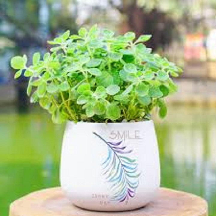 Cây nhất mạt hương (Sen đá lá thơm)  Nguồn: https://mrhoa.com/cay-canh/nhat-mat-huong-sen-da-la-thom/