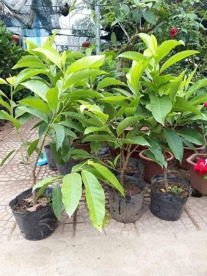 Hoa ngọc lan trắng, cây đang nụ, cao 70 đến 80 cm