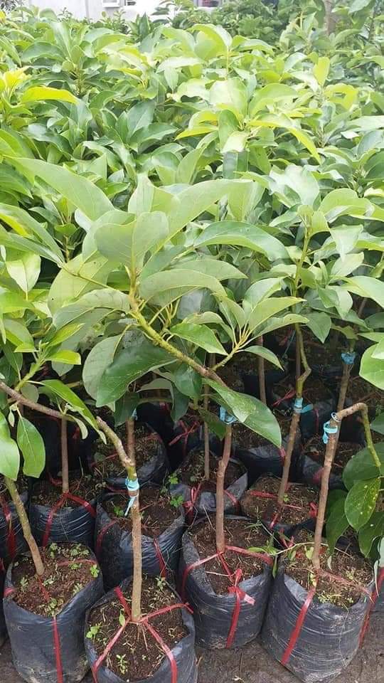 CÂY GIỐNG BƠ KHÔNG HẠT