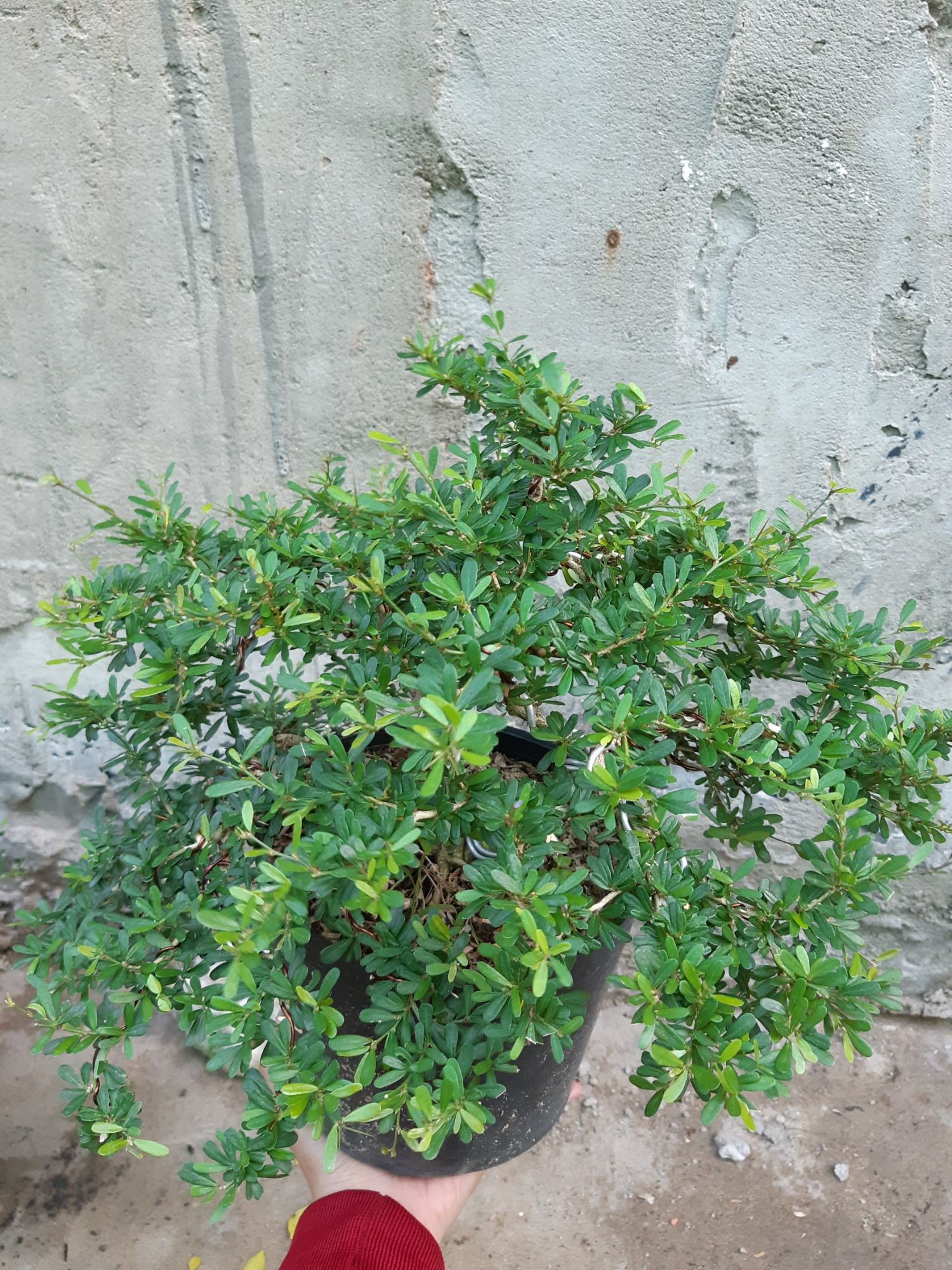 linh sam bonsai dáng đẹp