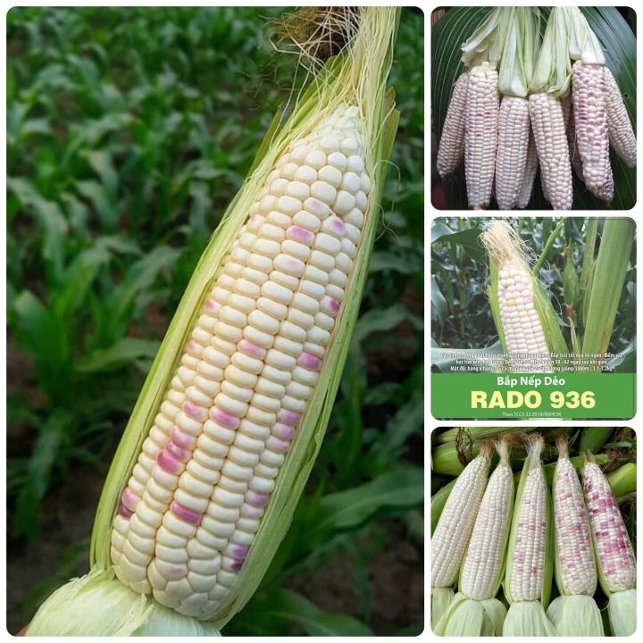 Bắp nếp dẻo rd (10g)