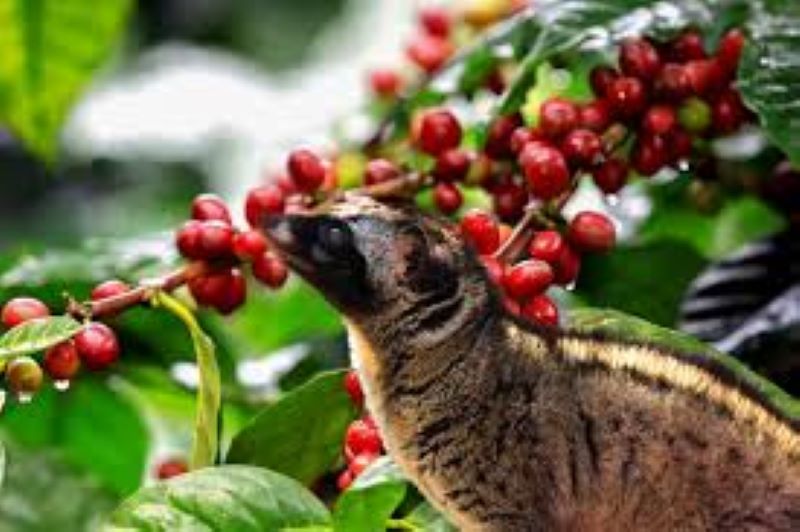 CÀ PHÊ XAY CHỒN BAN MÊ 500G