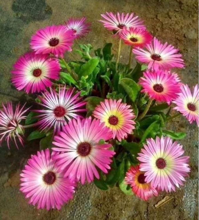 10H African Mix Flower Seeds - Pack of 20 Seeds