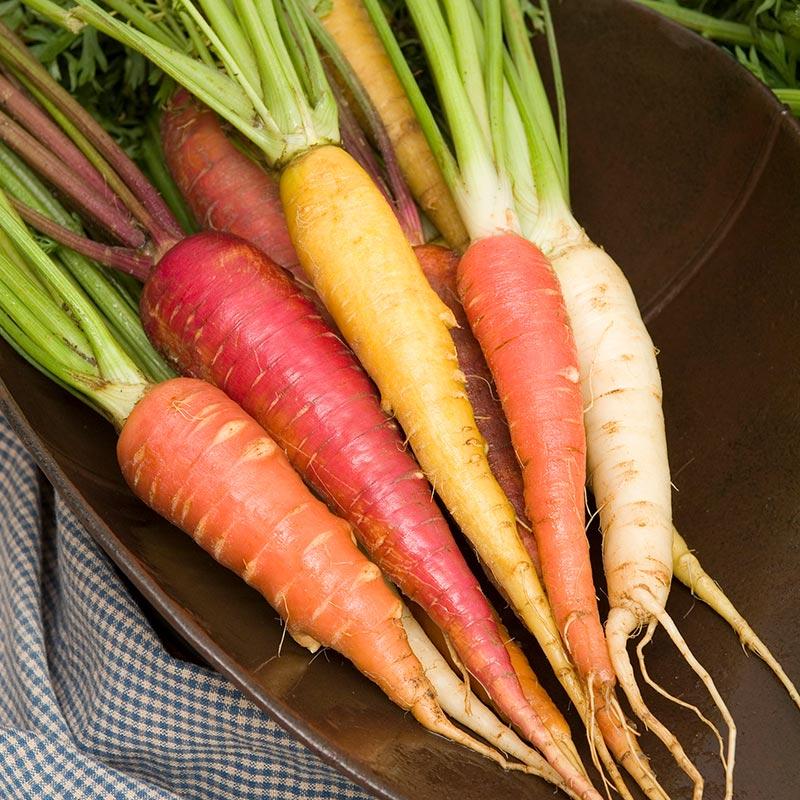 Rainbow carrot seeds - Sale Off