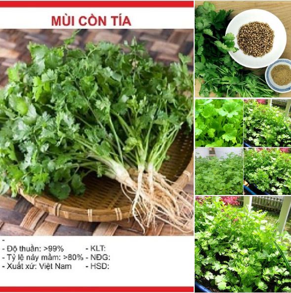 "Gói 20Gram "Hạt giống rau thơm
