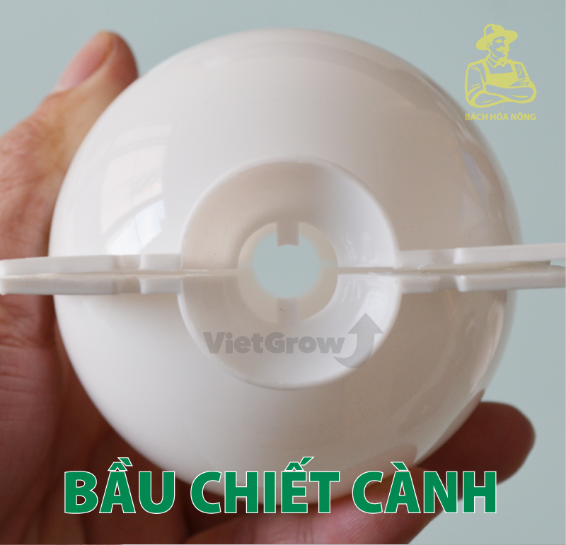 [HCM]Combo 3 Bầu chiết cành Croco - Size S (5cm), Màu Trắng