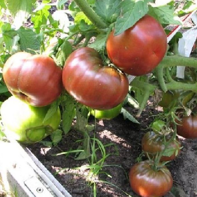 Hạt giống cà chua socola quả to- gói 20 hạt