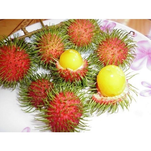 CÂY GIỐNG CHÔM CHÔM RUỘT VÀNG SIÊU SỚM ( vườn ươm eakamart)