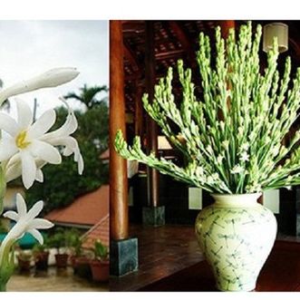COMBO 10 CỦ HOA GIỐNG HOA HUỆ TA TRẮNG THƠM