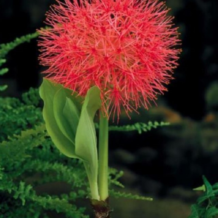 củ giống hoa hồng tú cầu size to