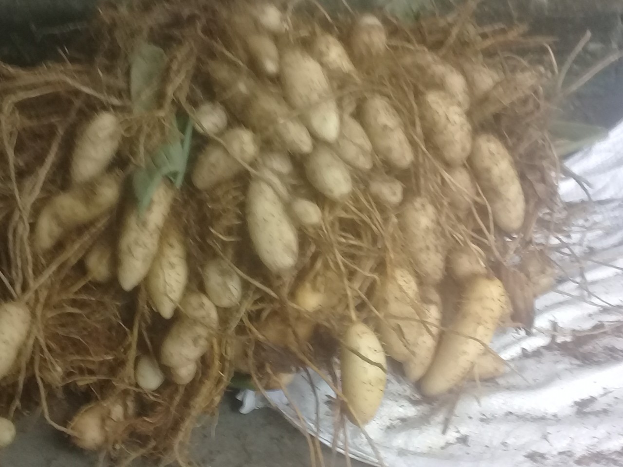 CỦ LÙN TƯƠI HÀNG LỚN