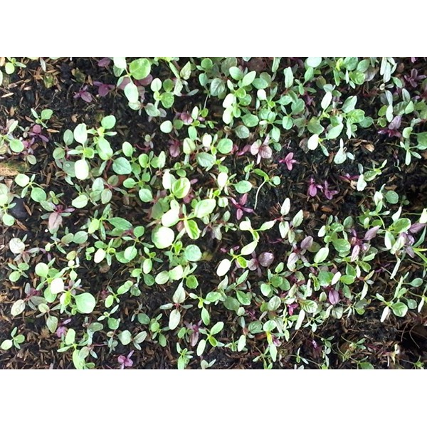 Hạt Giống Dền 3 Màu Phú Nông 50gram