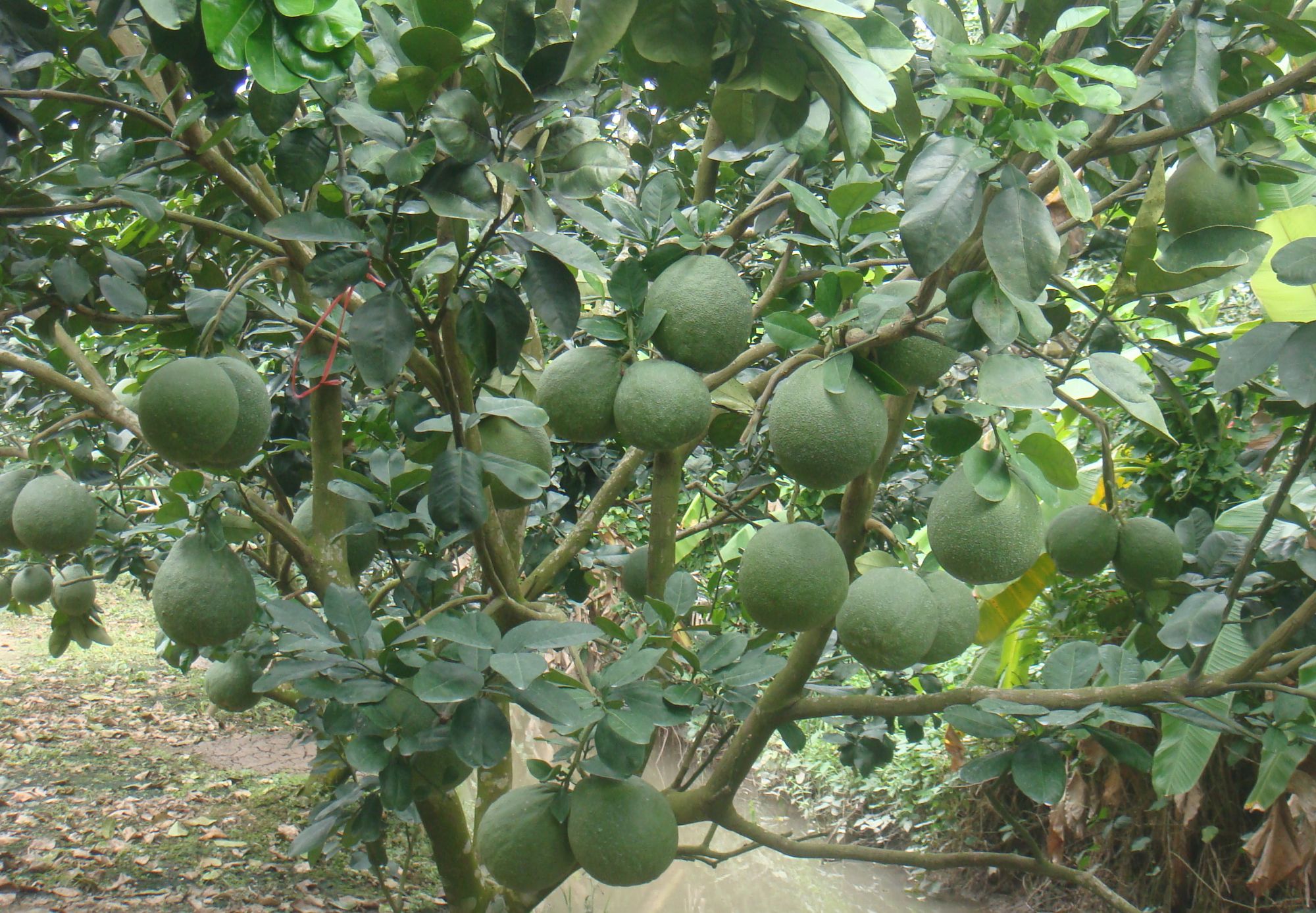 Cây bưởi da xanh ruột hồng giống