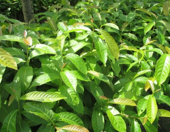 Giống Cây Hoa Bằng Lăng Tím, Cây Cao 40-50cm