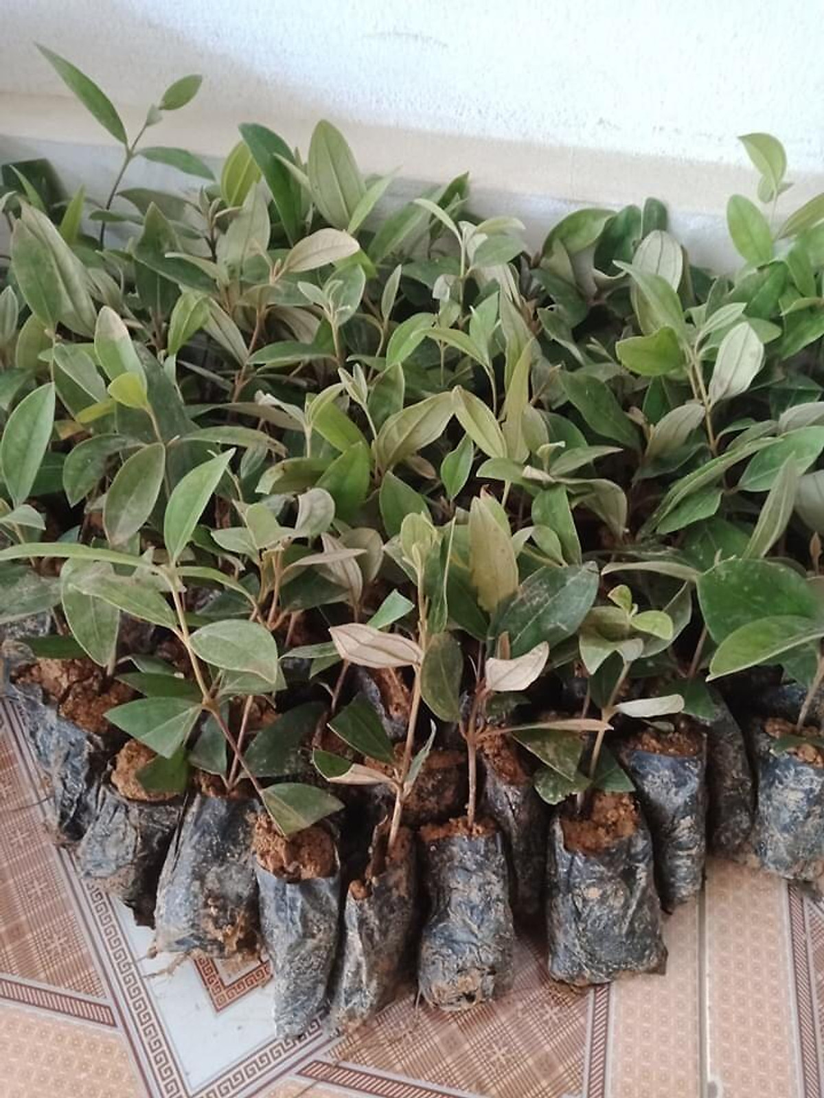 Cây giống hoa sim ăn quả