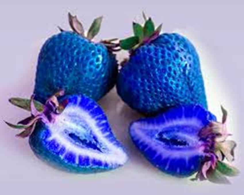 Hạt giống Dâu tây mix (dâu úc)