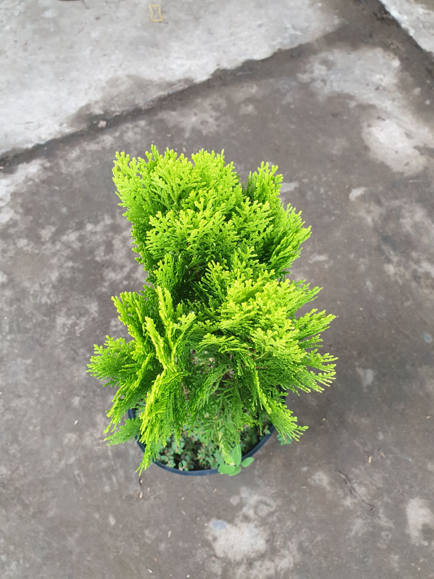 cây trắc bách diệp