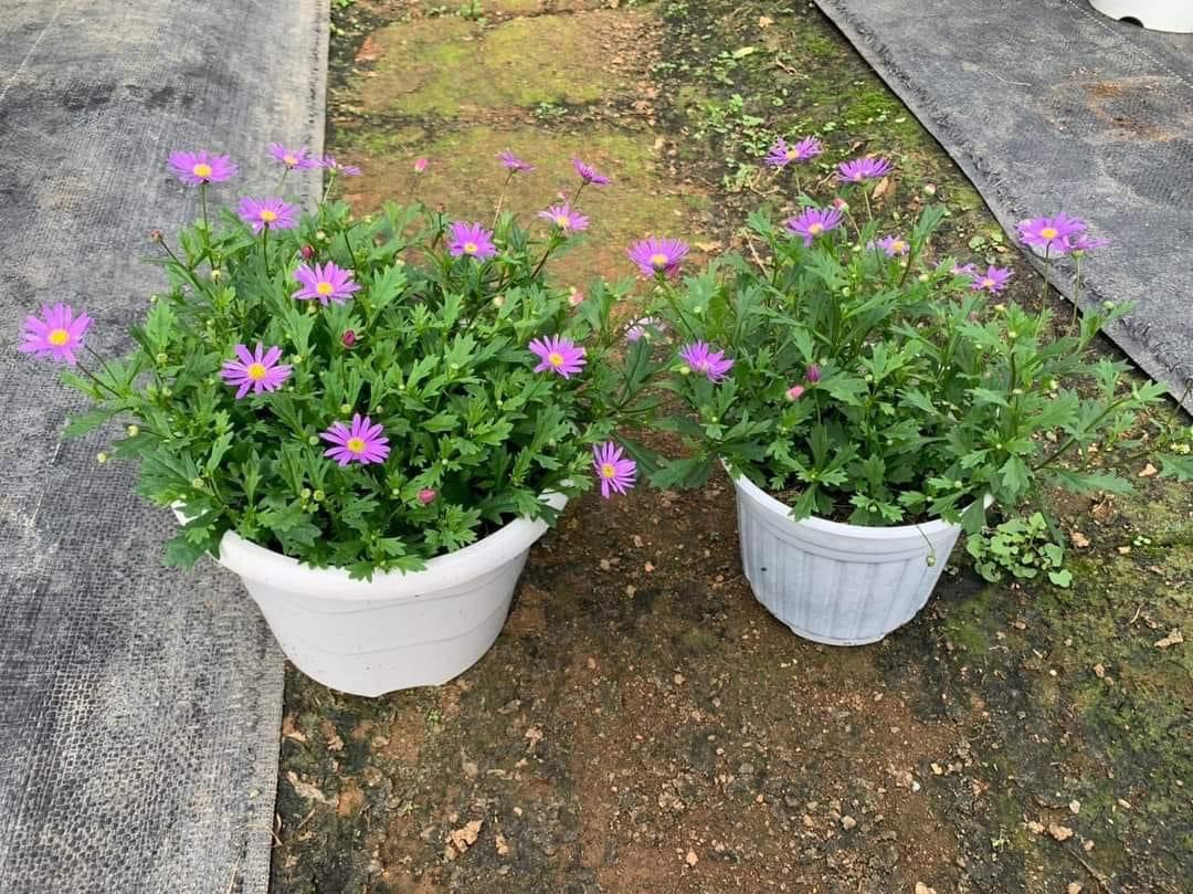 Chậu cây hoa Thạch Thảo rũ màu hồng