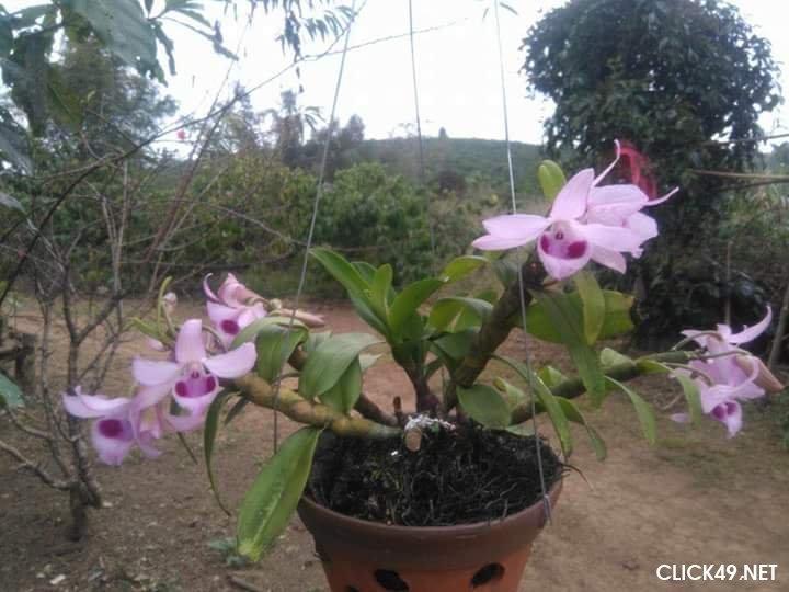 phong lan di linh nù tam bố