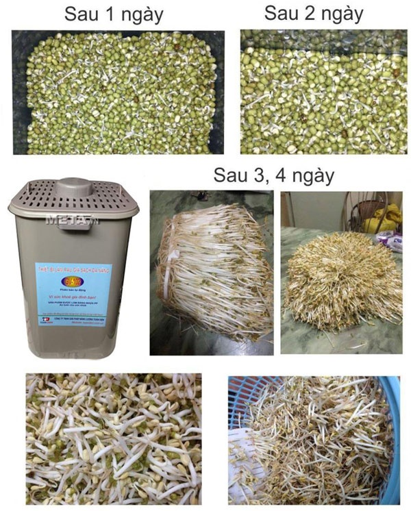 [ Bảo hành 12 tháng] máy làm giá đỗ sạch cao cấp