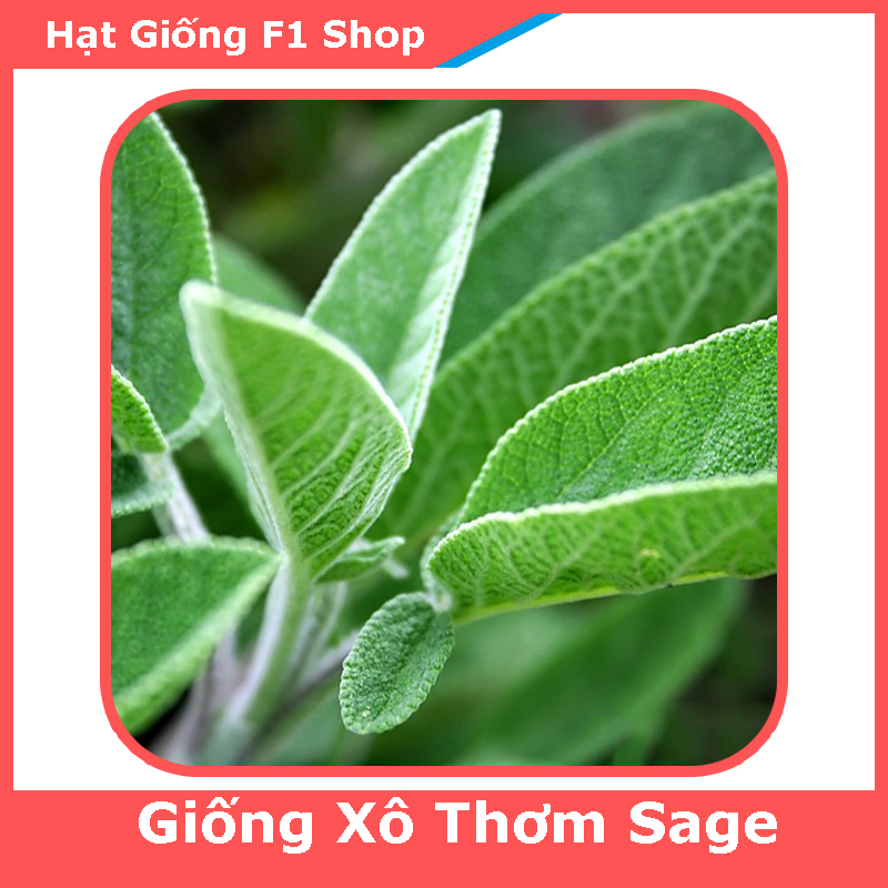 Hạt Giống Cây Xô Thơm (Sage) (20H) (112.F1)