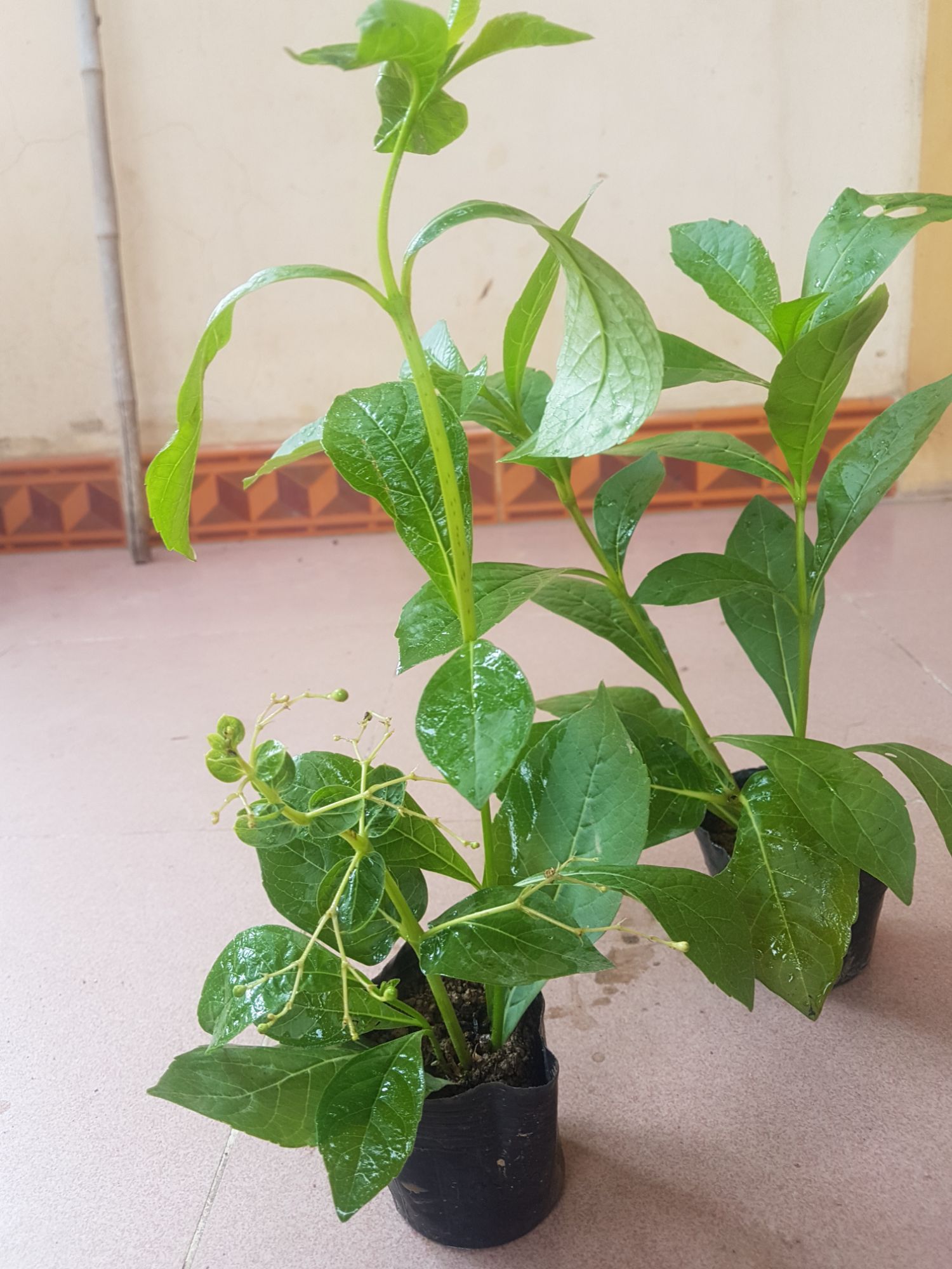 Hoa Thanh Điệp(Hoa Cánh Tiên)
