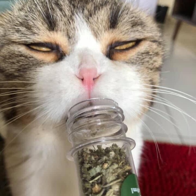 Cỏ mèo Catnip, CỎ BẠC HÀ SMALL LEOPARD CHO MÈO (45ml)