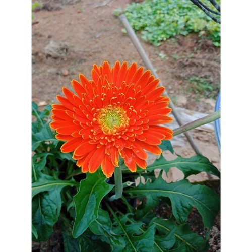 hạt giống Hoa đồng tiền