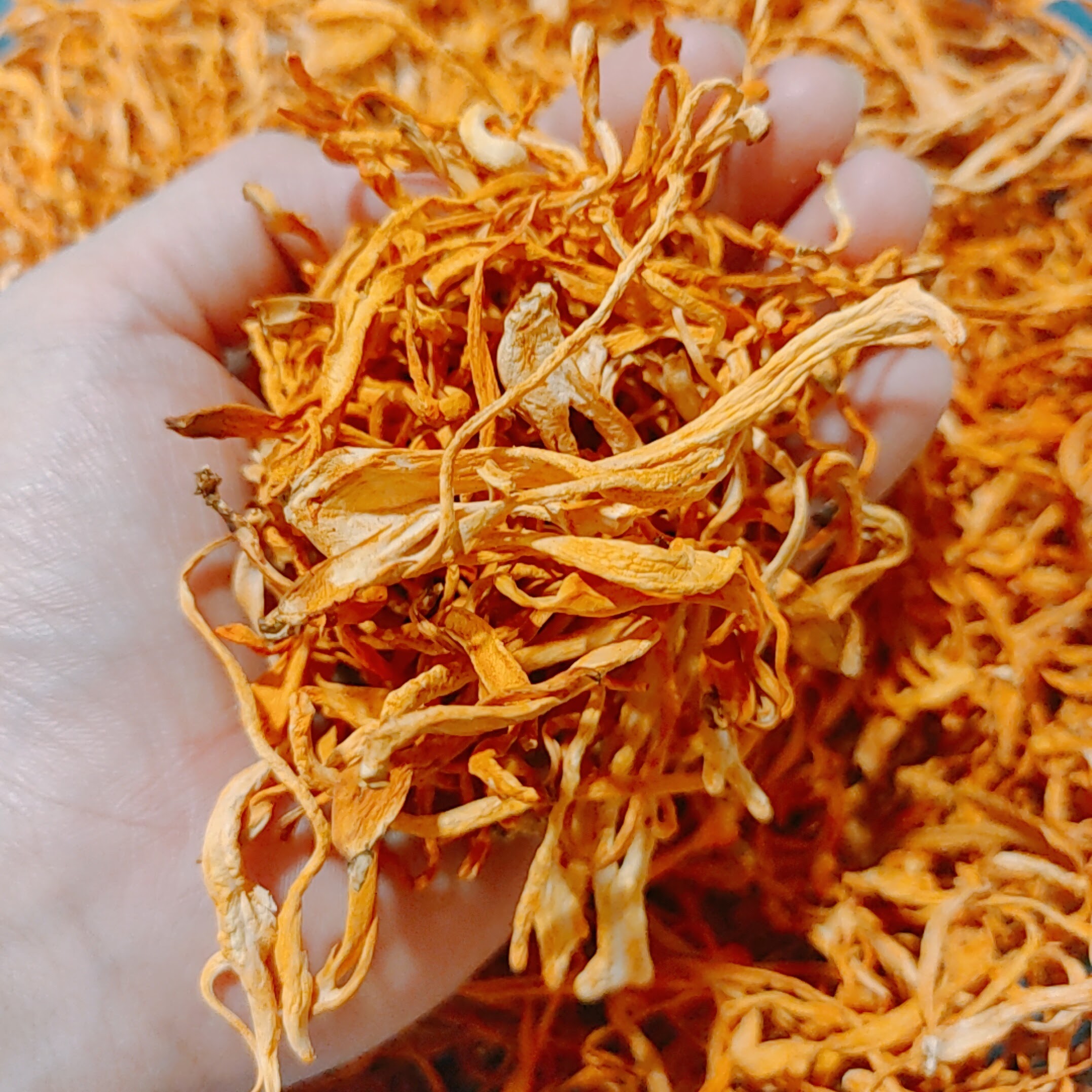 Nấm đông trùng hạ thảo