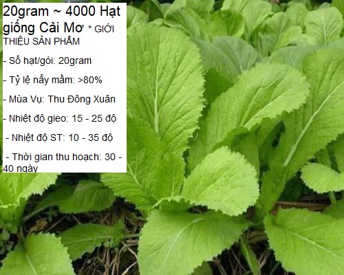 20gram ~ 4000 hạt giống cải mơ stt0003
