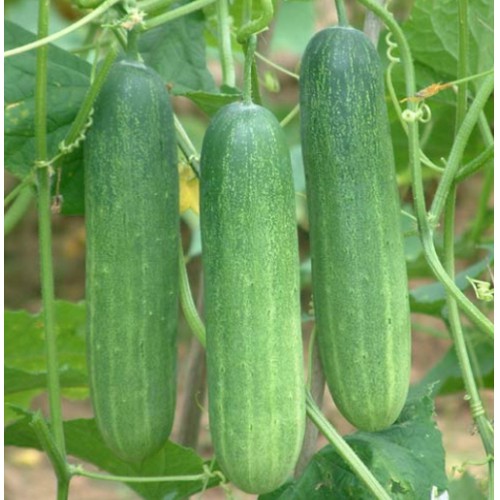 Hạt Dưa Leo F1-301, Dưa Chuột - Gói 1 Gram