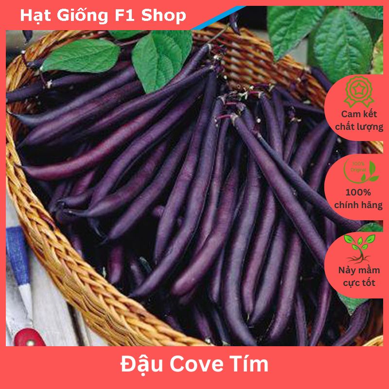Hạt giống đậu cove tím sai trái